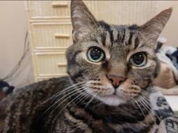 Allied Crematory in Bensalem Pennsylvania