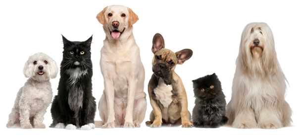 Charles R. Lux Family Funeral Home in Mount Pleasant Michigan