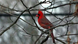 Franklin H. Rainear Jr. Affordable Funeral Services & Cremation LLC in Ewing New Jersey