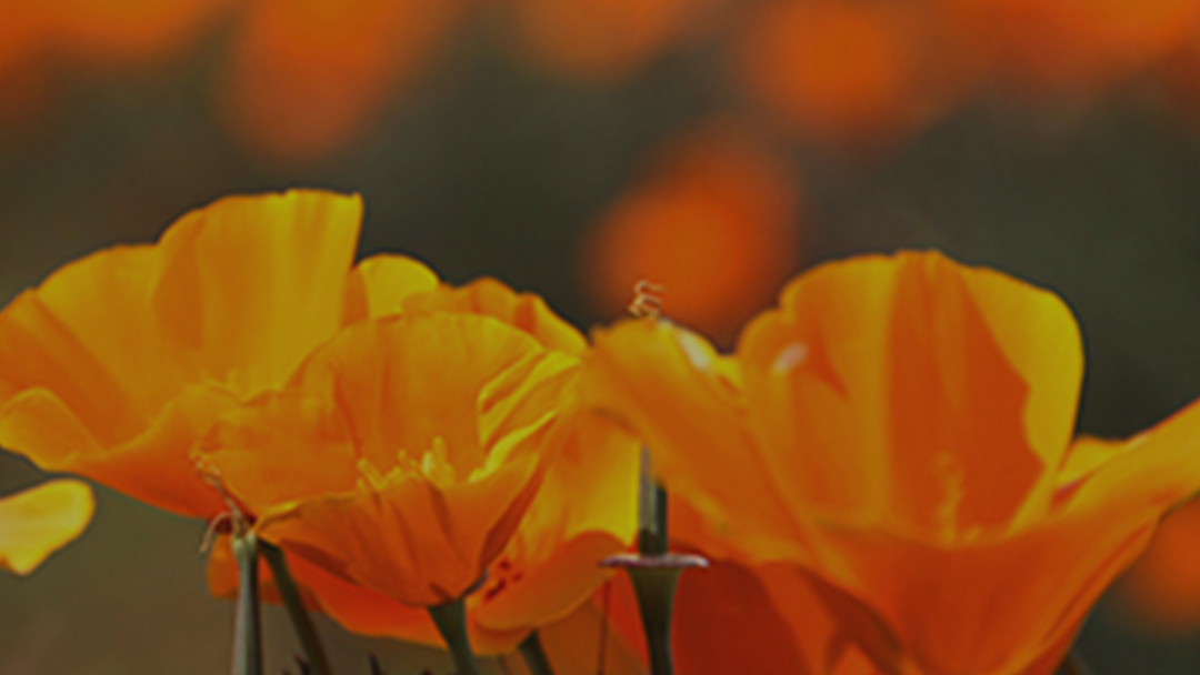 Jones-VanArsdale Funeral Home in Lebo Kansas