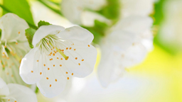 Mccourt & Trudden Funeral Home Inc in Farmingdale New York