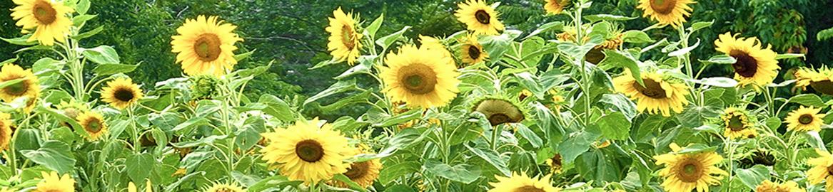 Ross Funeral Home Of Akron Llc in Akron New York