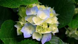 Wake Funeral & Cremation Services in Cary North Carolina