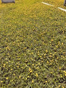 Whitfield Funeral Home in Zephyrhills Florida