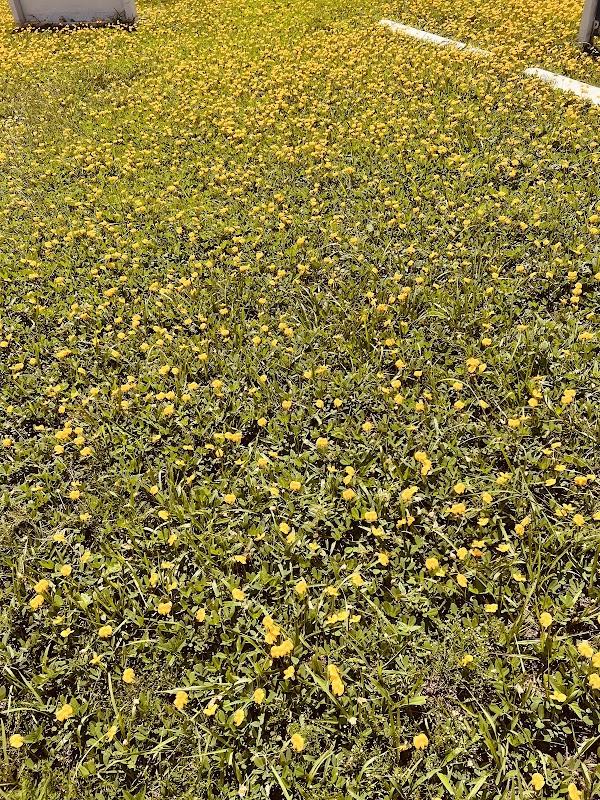 Whitfield Funeral Home in Zephyrhills Florida